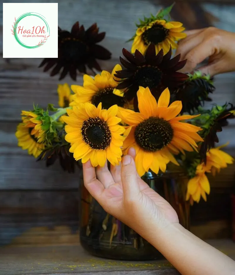 Một số mẹo chọn mua và giữ hoa hướng dương tươi lâu