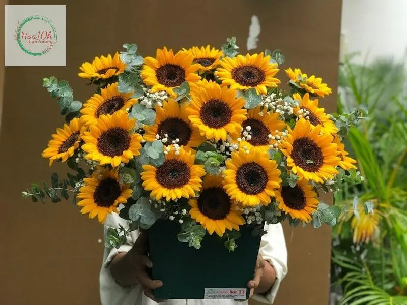 Hoa hướng dương có tên khoa học là Helianthus annuus, thuộc họ Cúc (Asteraceae)