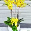 Chậu lan hồ điệp vàng 5 cành