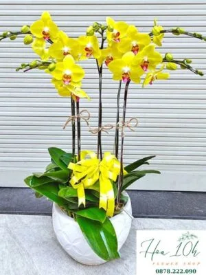 Chậu lan hồ điệp vàng 5 cành