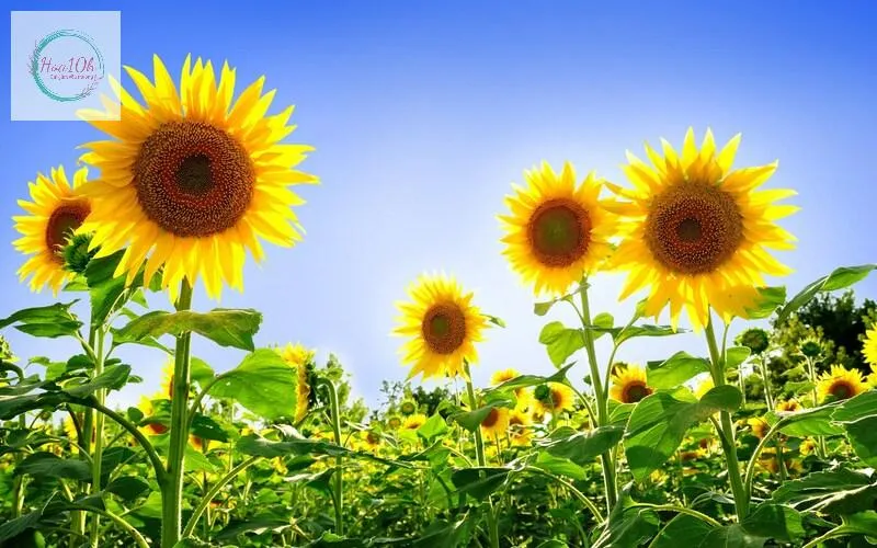 Ý nghĩa của hoa hướng dương trong cuộc sống là biểu tượng mạnh mẽ của sự lạc quan,