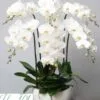 Chậu lan hồ điệp trắng 6 cành