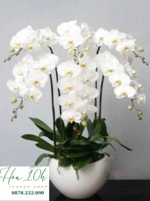 Chậu lan hồ điệp trắng 6 cành