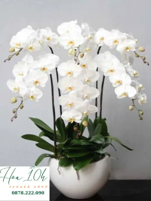 Chậu lan hồ điệp trắng 6 cành
