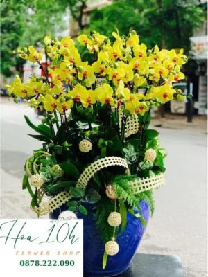 Bình lan hồ điệp vàng tặng Sếp, Cơ quan, Công ty 25 cành.