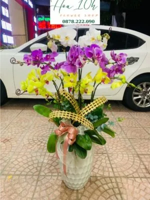 Bình Lan Hồ Điệp 9 cành vàng, tím, trắng