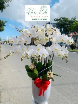 Bình hoa lan hồ điệp trắng 10 cành