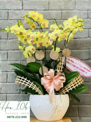 Bình lan hồ điệp vàng 10 cành tặng sinh nhật sếp, chúc mừng khai trương.