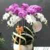 Bình lan hồ điệp tím trắng 10 cành