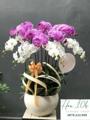 Bình lan hồ điệp tím trắng 10 cành