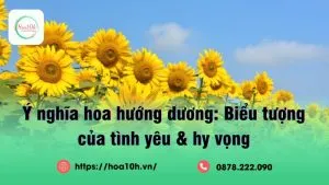 Ý nghĩa hoa hướng dương là hình ảnh tràn đầy năng lượng, đầy sức sống