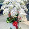 Bình lan hồ điệp trắng 10 cành đẹp, sang trọng