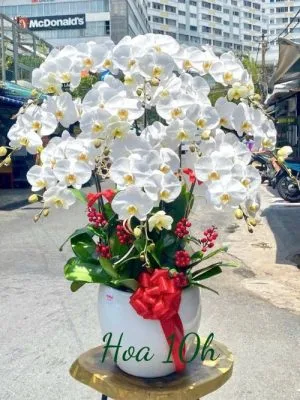 Bình lan hồ điệp trắng 10 cành đẹp, sang trọng