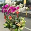 Bình lan hồ điệp thuận buồm xuôi gió tại đà nẵng