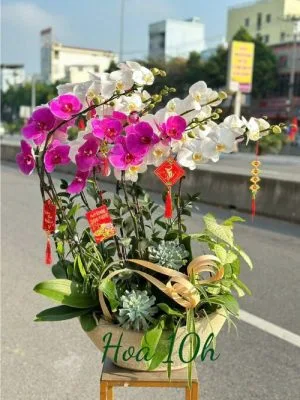 Bình lan hồ điệp thuận buồm xuôi gió tại đà nẵng