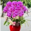 Chậu lan hồ điệp tím 10 cành