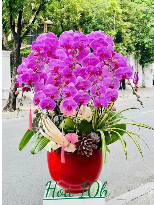 Chậu lan hồ điệp tím 10 cành