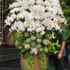 Bình lan hồ điệp 30 cành mix sen đá sang trọng, hoàng tráng.