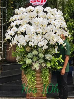 Bình lan hồ điệp 30 cành mix sen đá sang trọng, hoàng tráng.