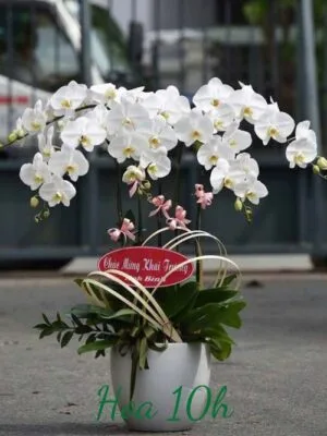 lan hồ điệp trắng 5 cành.