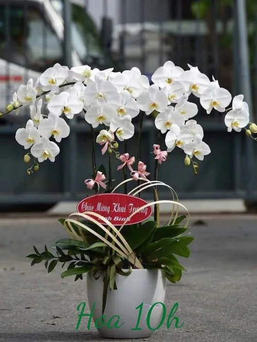 lan hồ điệp trắng 5 cành.