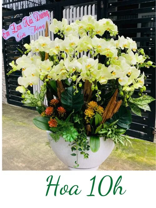 Lan hồ điệp xanh lơ 20 cành mix lũa gỗ đẹp, độc đáo.