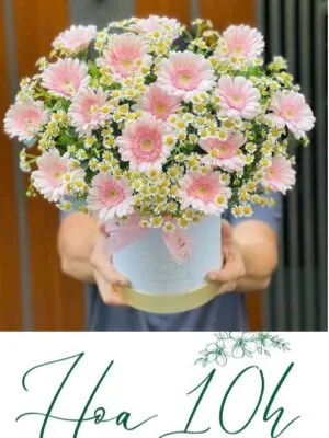 Lẵng hoa đồng tiền mix cúc tana nhẹ nhàng xinh xắn