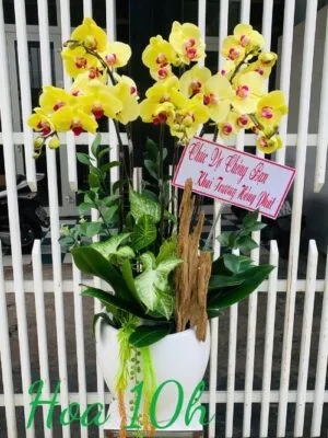Bình lan hồ điệp vàng mừng khai trương