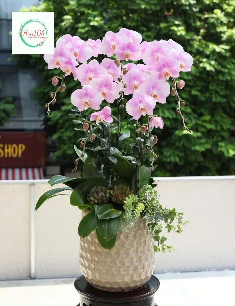 Chậu hoa lan hồ điệp mang nét đẹp kiêu sa, kiều diễm