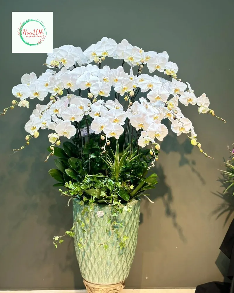 Chậu lan hồ điệp khai trương