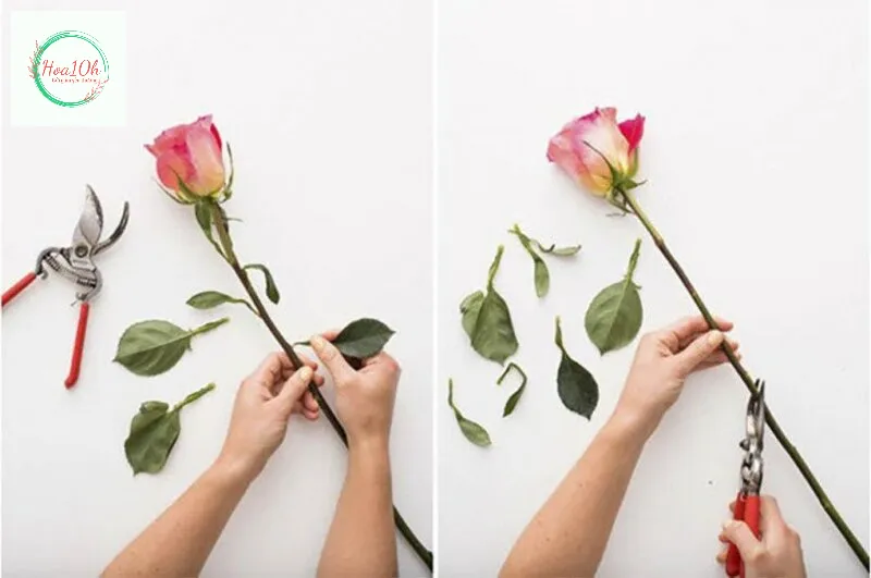 Loại bỏ hoa héo ngay lập tức tránh ảnh hưởng đến các loại hoa khác