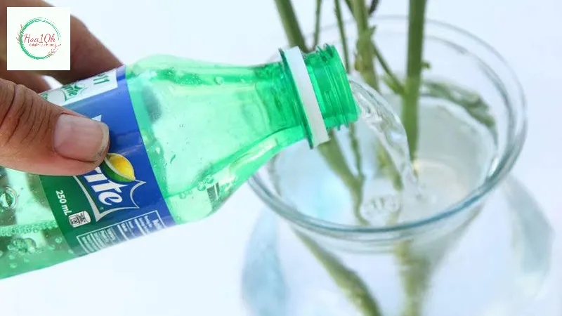 Pha cùng nước ngọt có ga (7up hoặc Sprite) giúp hoa được tươi lâu hơn