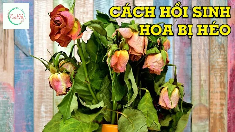 Cắt lại gốc hoa ngâm hoa với nước đá lạnh