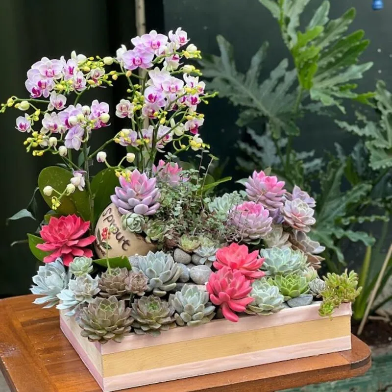 Lẵng hoa hồ điệp mix cùng sen đá sang trọng