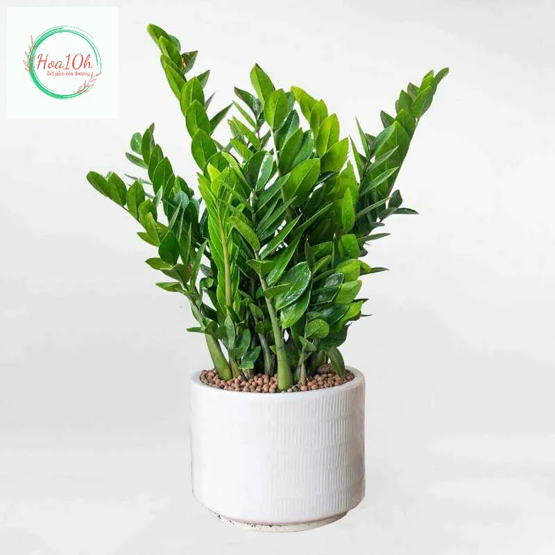 Nếu bố bạn yêu thích cây cảnh, một chậu cây nhỏ xinh mang ý nghĩa tài lộc