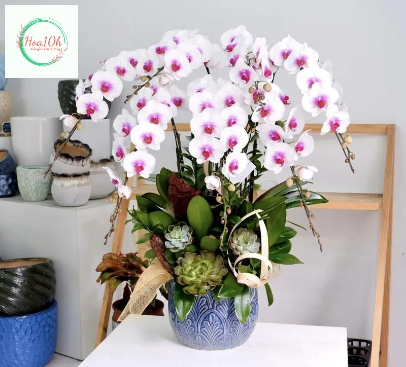 Hoa Lan Hồ Điệp luôn chiếm một vị trí đặc biệt mang thông điệp tốt lành.