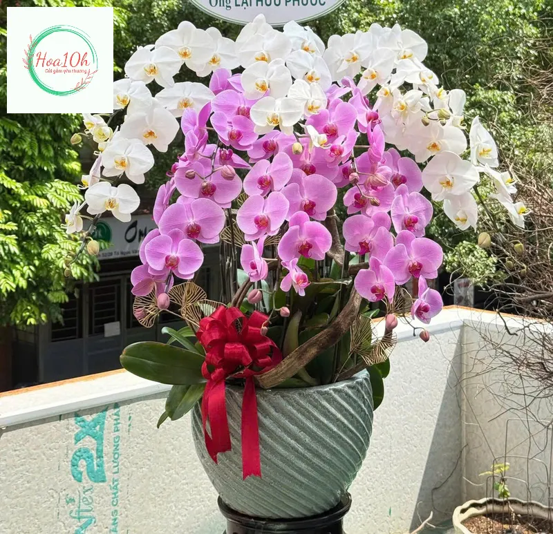 Biểu tượng của sự trường thọ, may mắn và sung túc