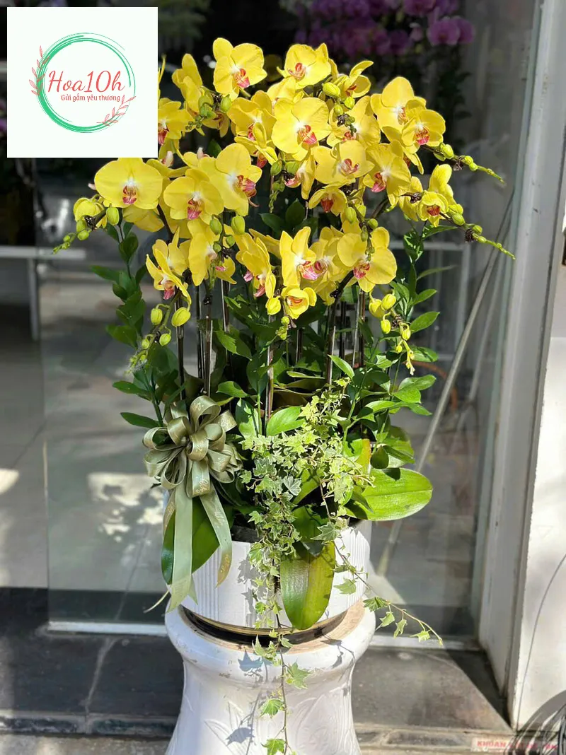 Lan hồ điệp vàng mang ý nghĩa thịnh phát