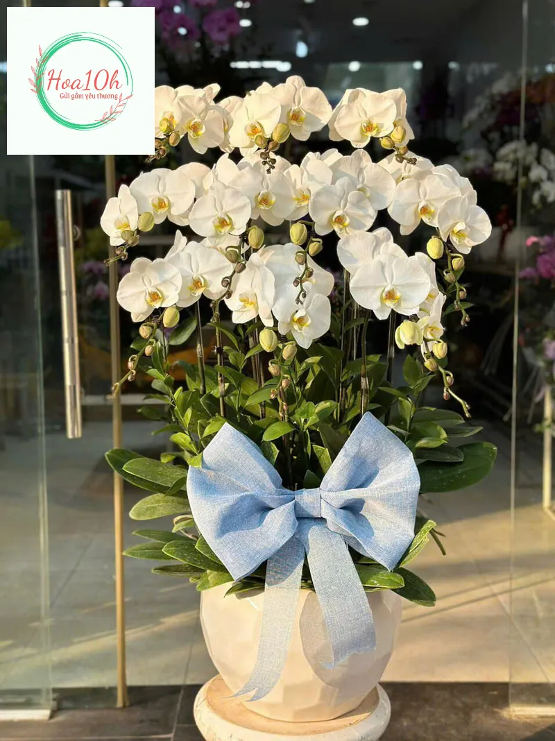 Lan Hồ Điệp luôn là biểu tượng của sự sang trọng, thịnh vượng
