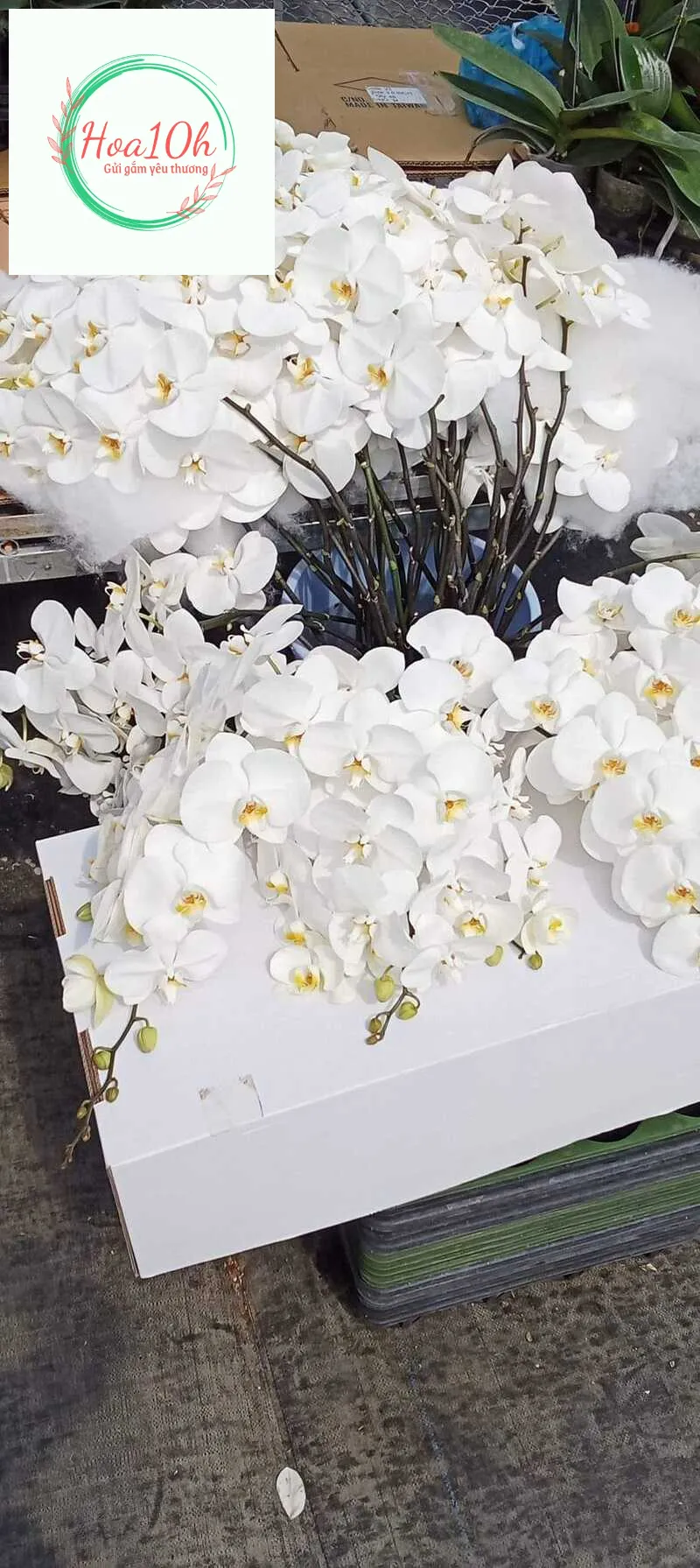 Nên chọn những bông hoa tươi, không bị dâp