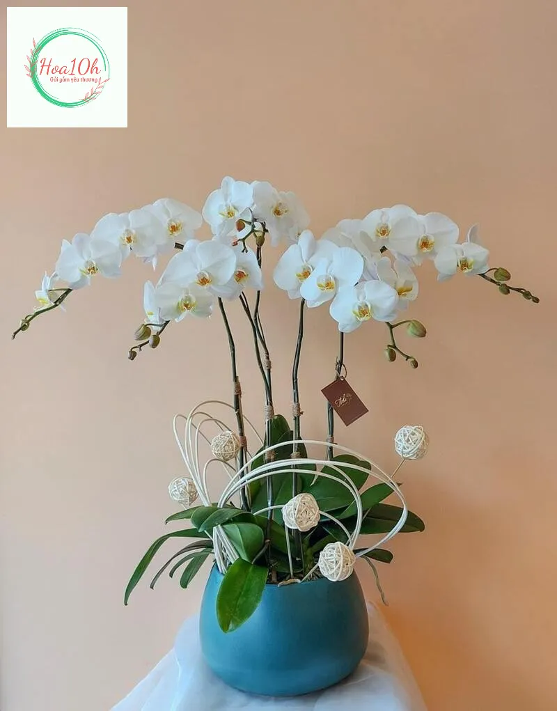Giá hao Lan hồ điệp trắng không cố định, giá sẽ thay đổi theo kiểu dáng, chất lượng hoa