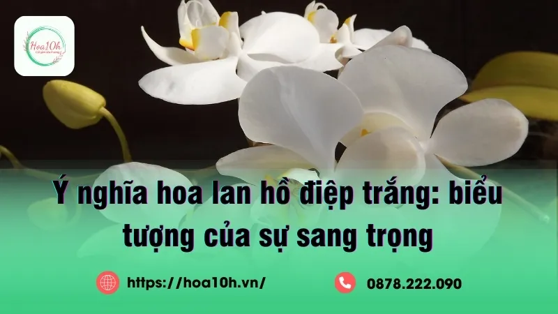 Hoa lan hồ điệp trắng đẹp, dễ cuốn hút ánh nhìn của mọi người