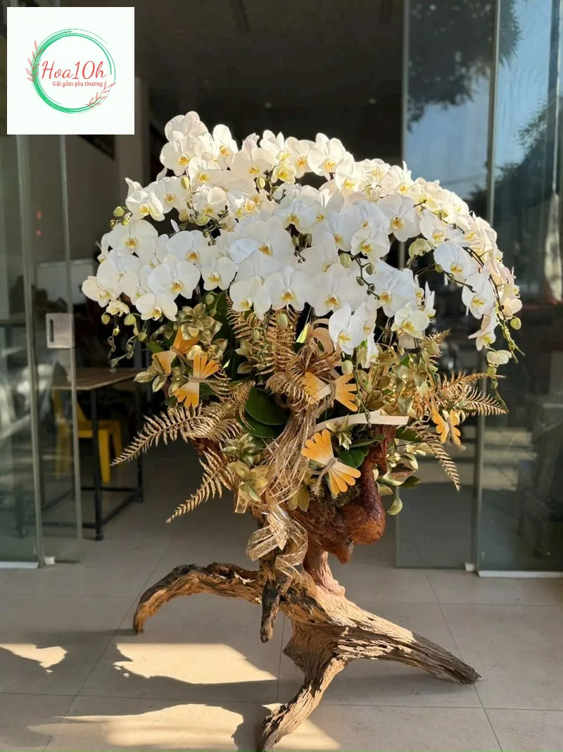 Hoa lan dễ thích nghi với môi trường nhưng cũng cần chăm sóc kỹ để hoa được tươi lâu.