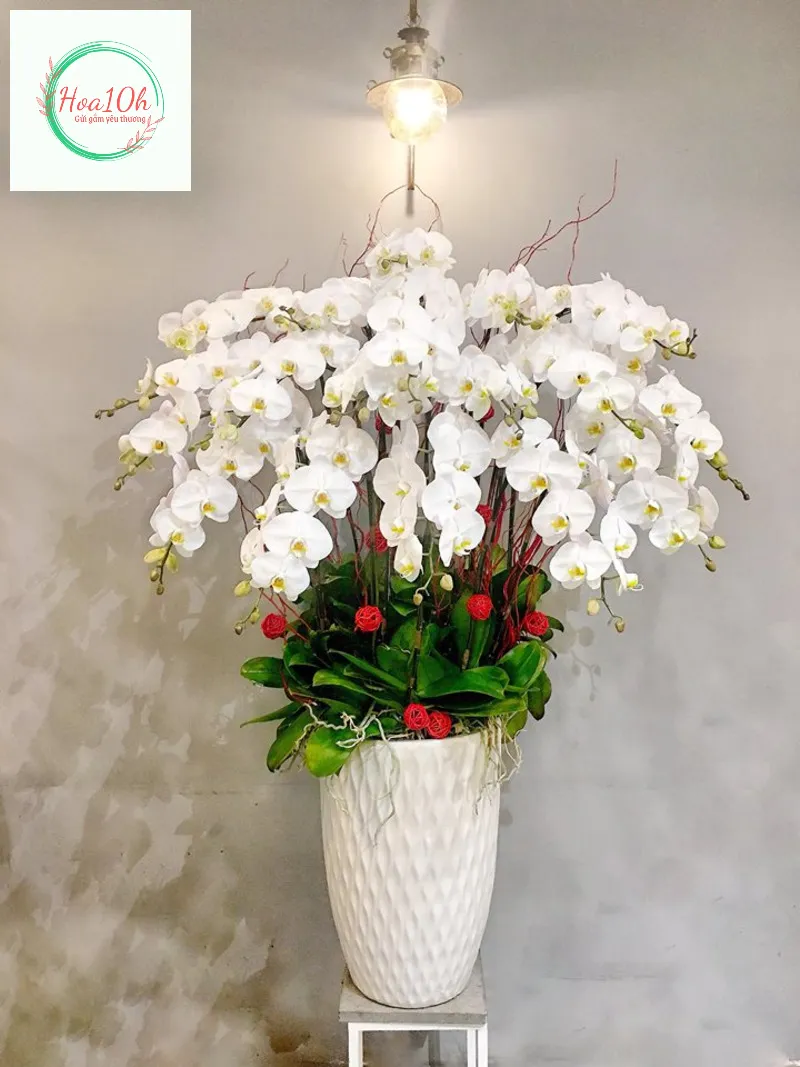 Đơn vị Hoa 10h chuyên cung cấp các loại hoa lan hồ điệp đẹp, chất lượng