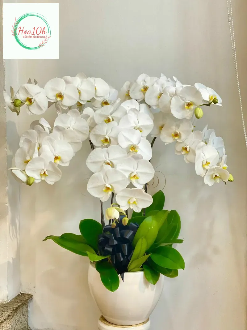 Hoa lan được người xưa quan niệm thu hút được tài lộc vượng khí cho gia chủ