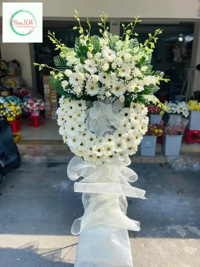 Hoa đồng tiền trắng thích hợp tặng hoa đám tang rất tính tế