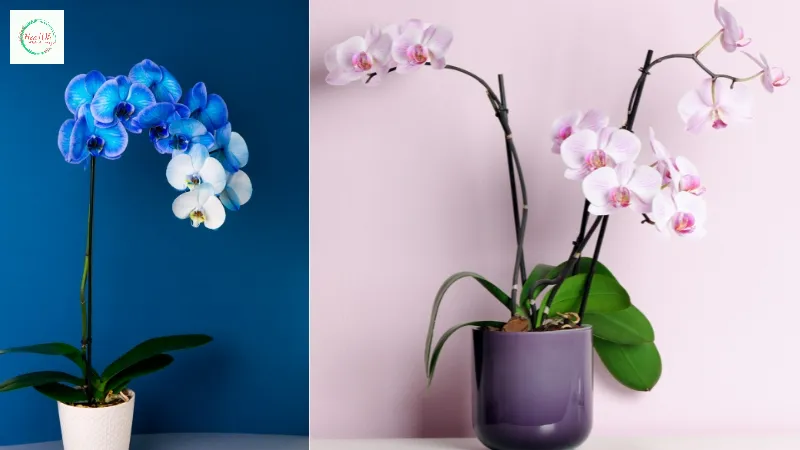 Bí kíp nhà nghề giúp chậu lan giả trông như thật, đẹp và bền lâu