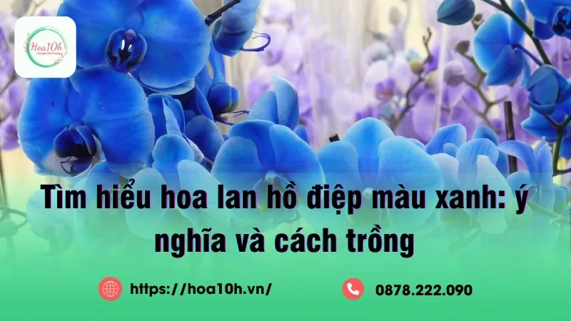Hoa lan hồ điệp màu xanh