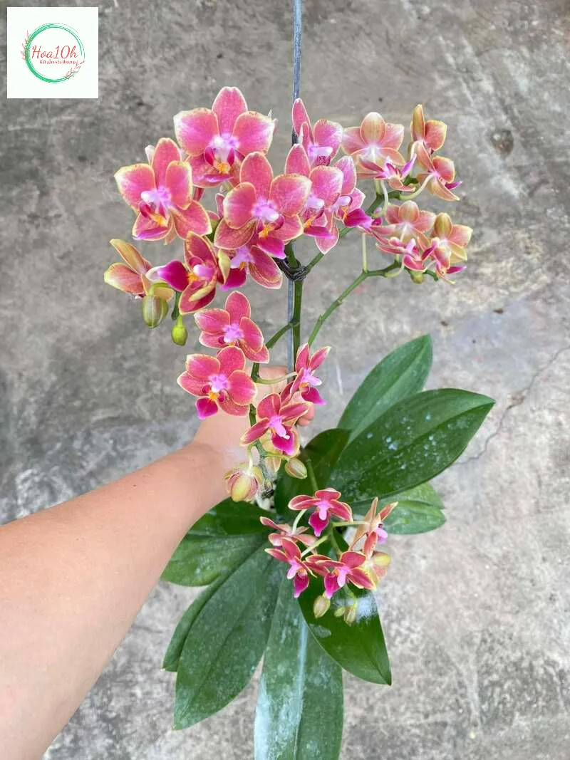 Vệ sinh hoa hường xuyên để hao luôn tươi mới