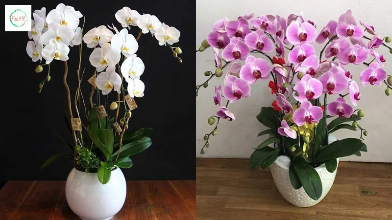 Cố định và che gốc được những điểm xấu của chậu